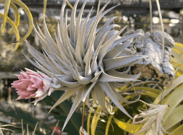 Tillandsia Gardneri (Cây Không Khí Gardneri)