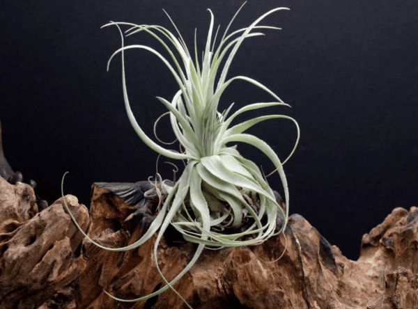 Tillandsia Gardneri (Cây Không Khí Gardneri)