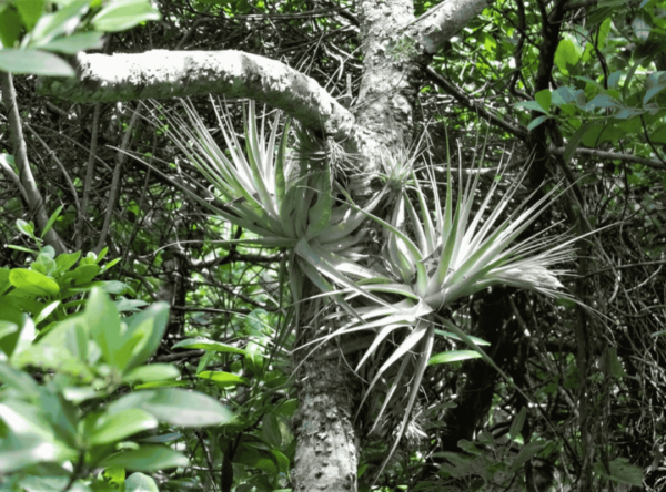 Tillandsia Gardneri (Cây Không Khí Gardneri)