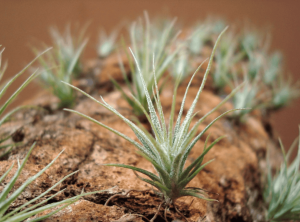 Tillandsia Gardneri (Cây Không Khí Gardneri)