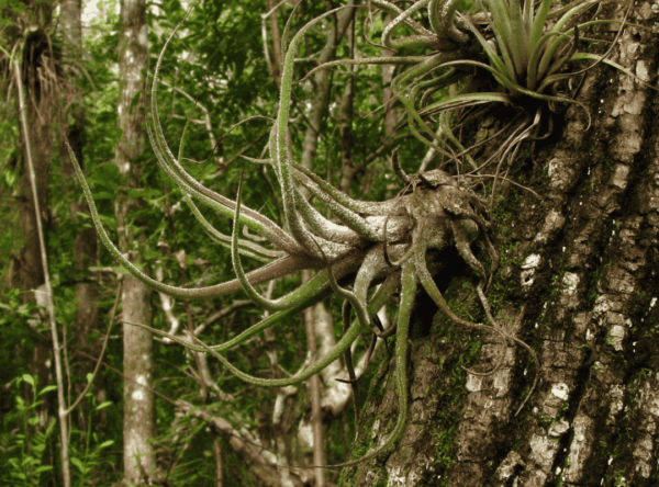 Tillandsia Pruinosa (โรงงานอากาศพรูอิโนซา)