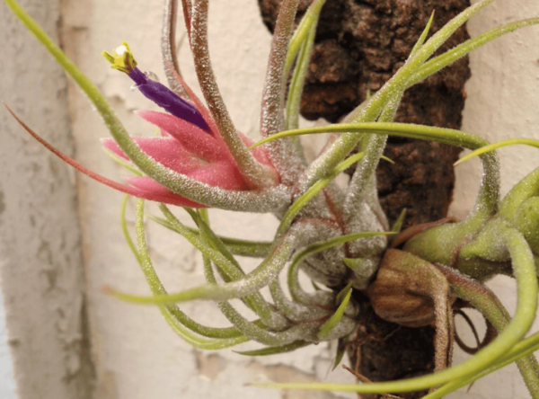 Tillandsia Pruinosa (โรงงานอากาศพรูอิโนซา)
