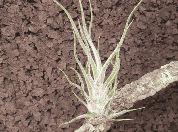 Tillandsia Pruinosa (โรงงานอากาศพรูอิโนซา)