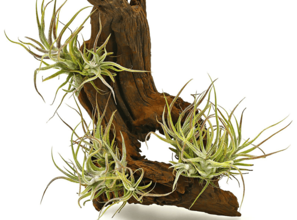 Tillandsia Pruinosa (โรงงานอากาศพรูอิโนซา)