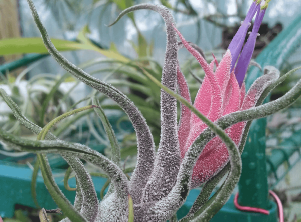 Tillandsia Pruinosa (โรงงานอากาศพรูอิโนซา)