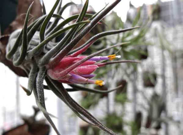 Tillandsia Pruinosa (โรงงานอากาศพรูอิโนซา)