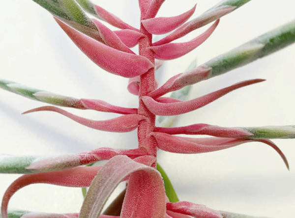 Tillandsia Streptophylla (Cây Không Khí Xoắn)