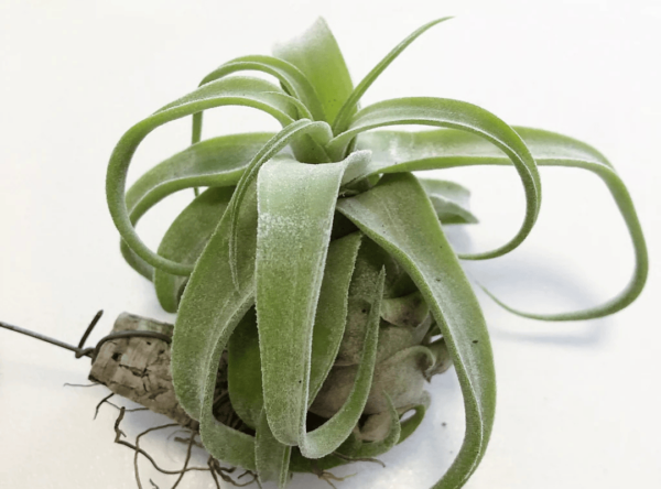 Tillandsia Streptophylla (Cây Không Khí Xoắn)