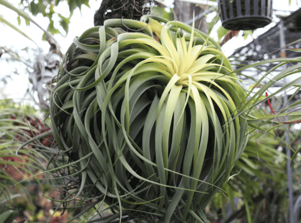 Tillandsia Streptophylla (Cây Không Khí Xoắn)