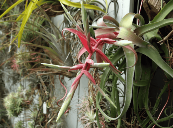 Tillandsia Streptophylla (Cây Không Khí Xoắn)
