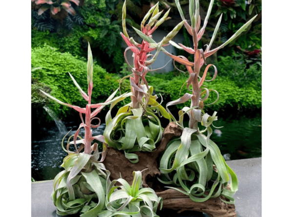 Tillandsia Streptophylla (Cây Không Khí Xoắn)