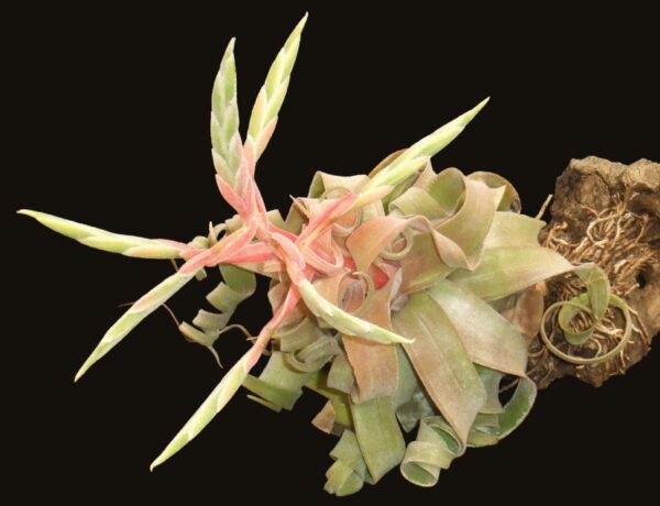 Tillandsia Streptophylla (Cây Không Khí Xoắn)