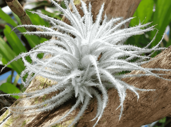铁兰 (Tectorum 空气植物)