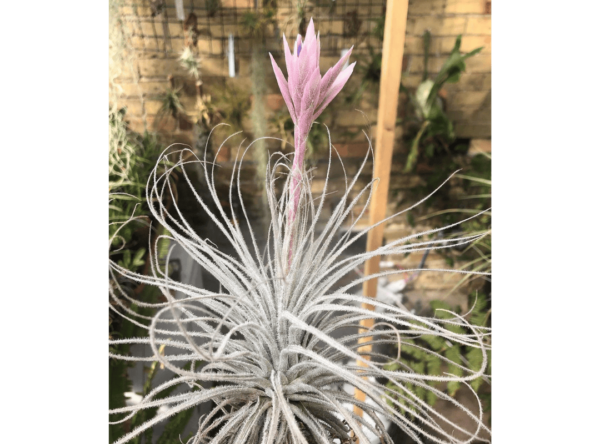 铁兰 (Tectorum 空气植物)