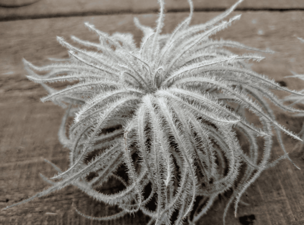 铁兰 (Tectorum 空气植物)