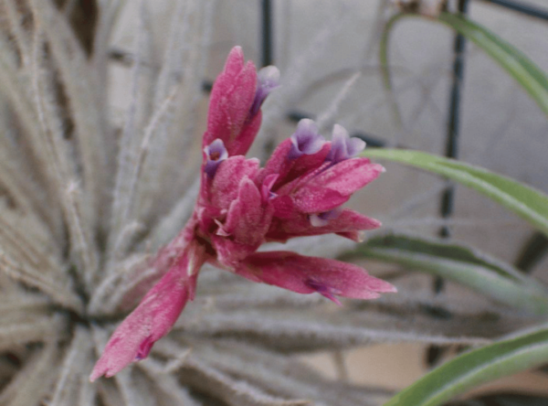 铁兰 (Tectorum 空气植物)