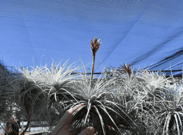 铁兰 (Tectorum 空气植物)