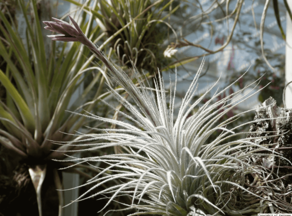 铁兰 (Tectorum 空气植物)